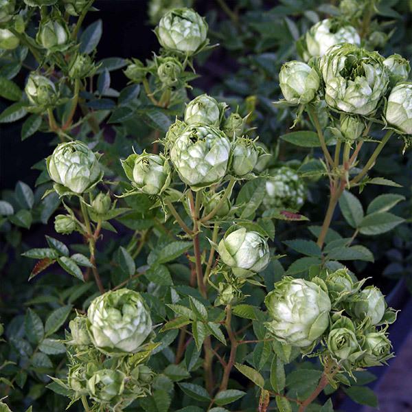 バラ苗 鉢植え6寸 2023 オリエンタル エクレール Oriental Eclaire