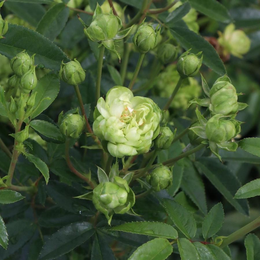 バラ苗 予約新苗 23 オリエンタル エクレール Eclaire 四季咲き 国産ノイバラ台木使用 オリエンタルエクレール Orientaleclaire Yos Meru コマツガーデン Yahoo 店 通販 Yahoo ショッピング