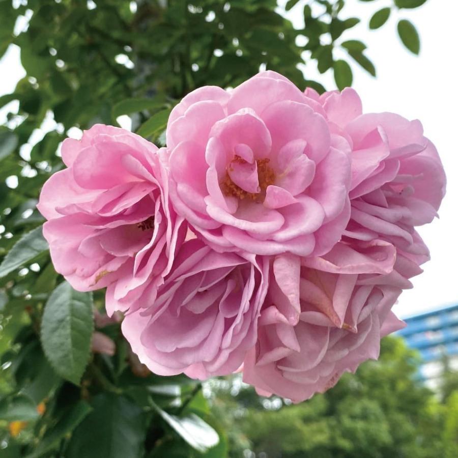 鉢植え6寸 バラ苗 22 四季咲き Prologue プロローグ 花 大きい割引 Www Casascordeiro Com Br