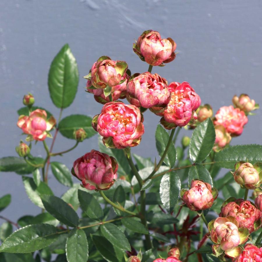 鉢植え6寸 ラディッシュ 新色 Radish国産ノイバラ台木使用