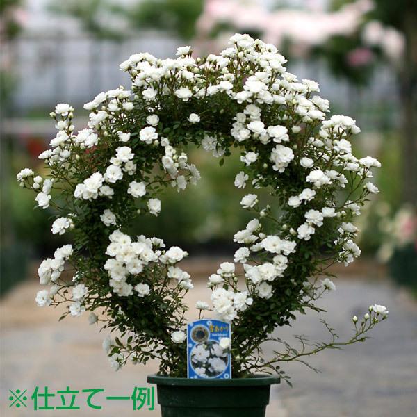 アイアン リング バラの誘引 アイアン製 直径30cm : コマツガーデン