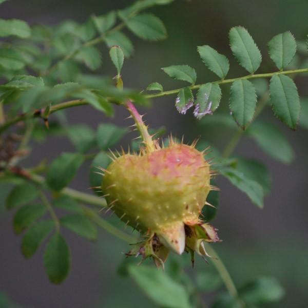 鉢植え6寸鉢 サンショウバラ Rosa Hirtula国産ノイバラ台木使用 Rosahirtula コマツガーデン Yahoo 店 通販 Yahoo ショッピング