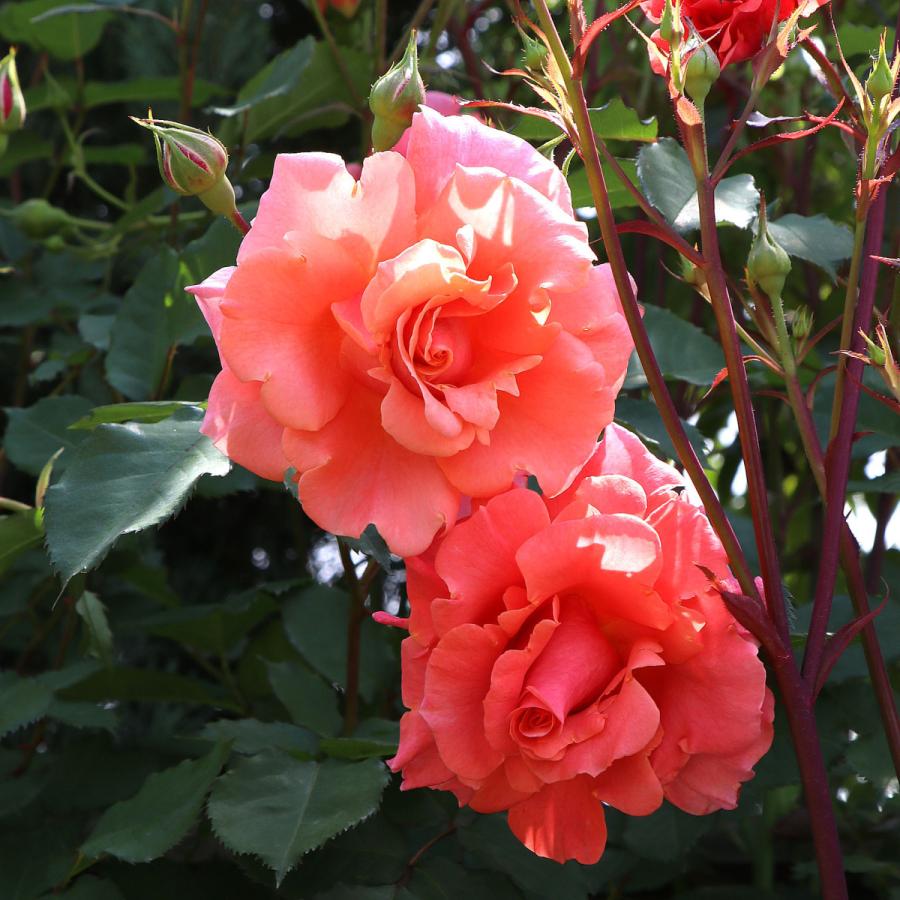 バラ苗 新苗 6寸鉢 サンセット グロウ Sunset Glow つるバラ 国産ノイバラ台木使用 サンセットグロウ Sunsetglow S6 Mori コマツガーデン Yahoo 店 通販 Yahoo ショッピング