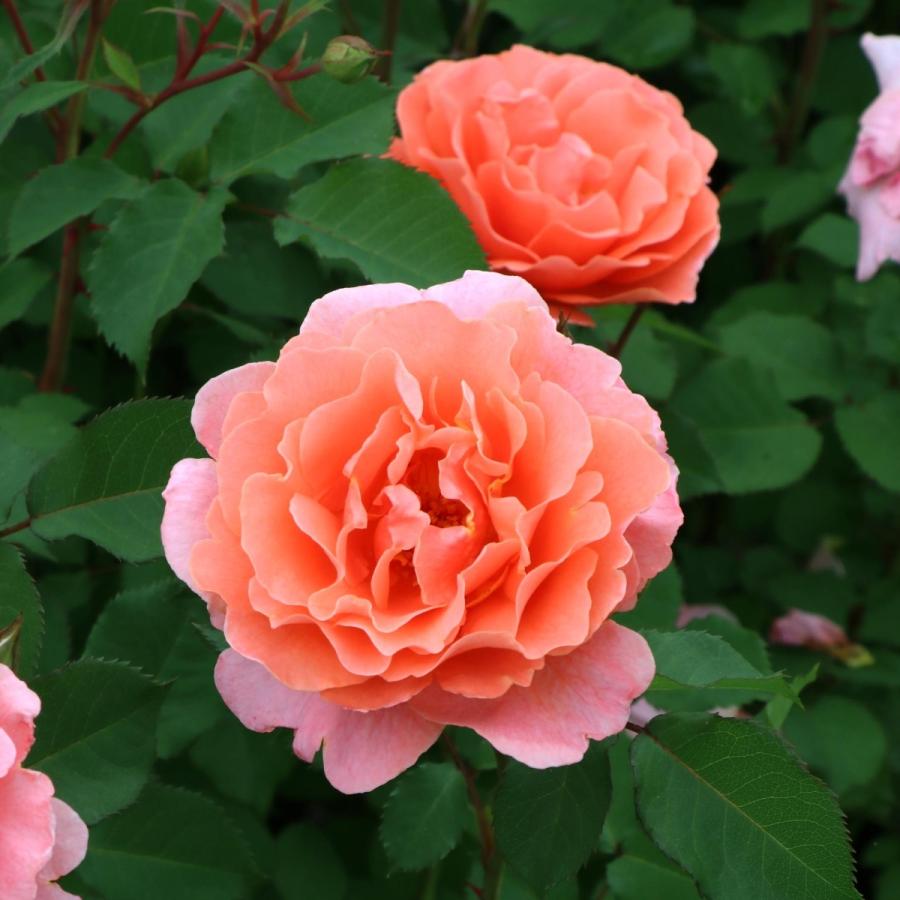 バラ苗 鉢植え6寸 22 サンセット グロウ Sunset Glow 国産ノイバラ台木使用 サンセットグロウ Sunsetglow Yo Mori コマツガーデン Yahoo 店 通販 Yahoo ショッピング