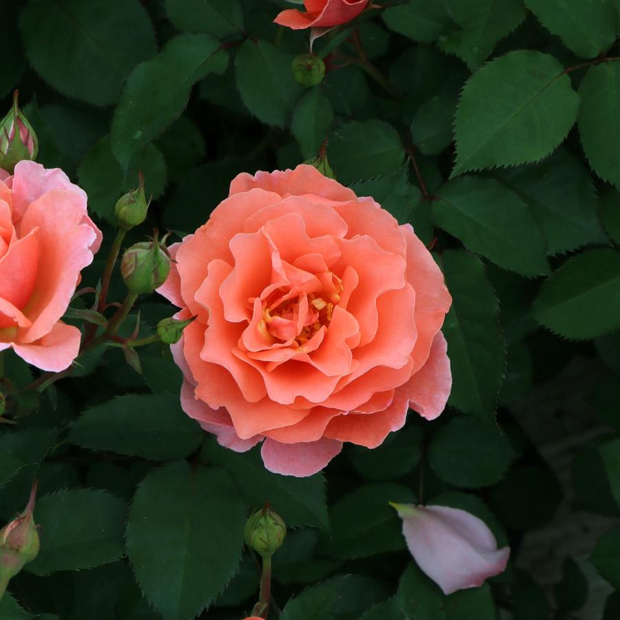 バラ苗 鉢植え6寸 22 サンセット グロウ Sunset Glow 国産ノイバラ台木使用 サンセットグロウ Sunsetglow Yo Mori コマツガーデン Yahoo 店 通販 Yahoo ショッピング