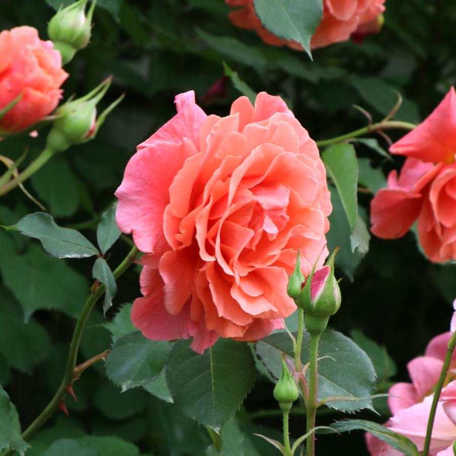 バラ苗 鉢植え6寸 22 サンセット グロウ Sunset Glow 国産ノイバラ台木使用 サンセットグロウ Sunsetglow Yo Mori コマツガーデン Yahoo 店 通販 Yahoo ショッピング