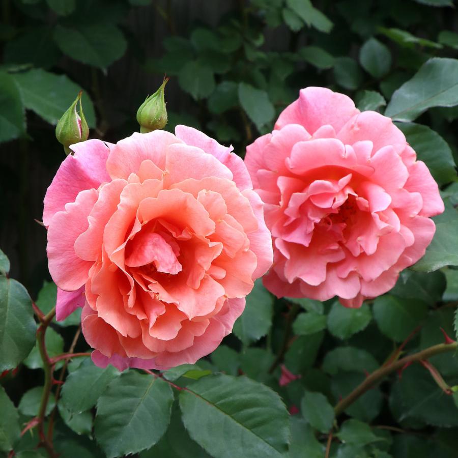 バラ苗 鉢植え6寸 22 サンセット グロウ Sunset Glow 国産ノイバラ台木使用 サンセットグロウ Sunsetglow Yo Mori コマツガーデン Yahoo 店 通販 Yahoo ショッピング