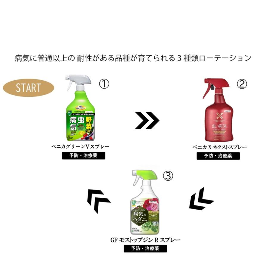 発根剤付き 発根剤付き 発根剤付き NTT西日本】SmartNetcommunity αZX Home（情報機器