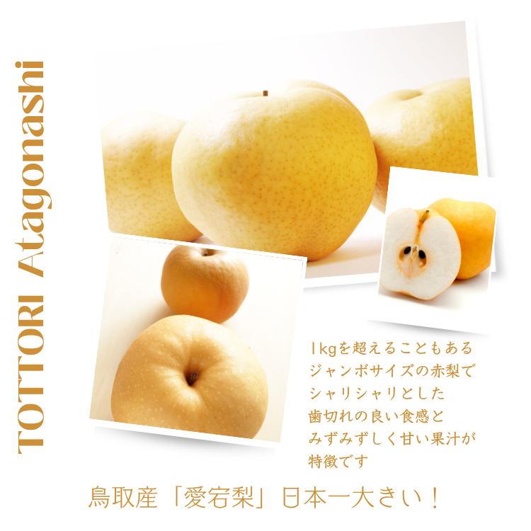 梨 愛宕梨 あたご梨 赤秀 2玉 秀品 ご進物 お歳暮 鳥取県産 送料無料