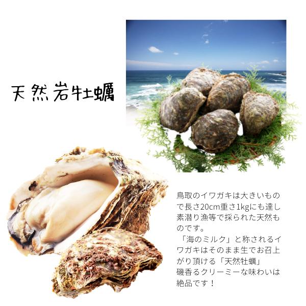 天然岩牡蠣(活) カキ 1kgセット 大きさお任せ ２セット以上ご購入で１セットプレゼント 岩カキ 牡蠣  鳥取産 岩牡蠣 牡蠣 (岩牡蠣 カキ)無料｜komatsuya-imaru｜02