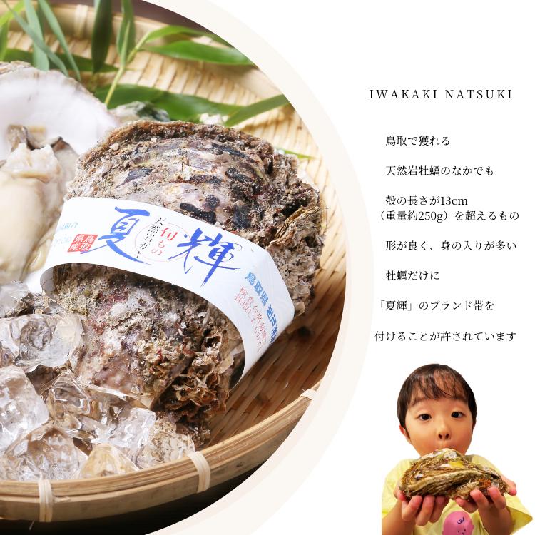 牡蠣 岩牡蠣 カキ 天然岩牡蠣 (活) 夏輝牡蠣 生牡蠣 250g-350ｇ前後(大サイズ) 20個セットブランド 夏輝牡蠣 鳥取産 カキ 刺身用 送料無料(岩ガキ/岩がき)_3