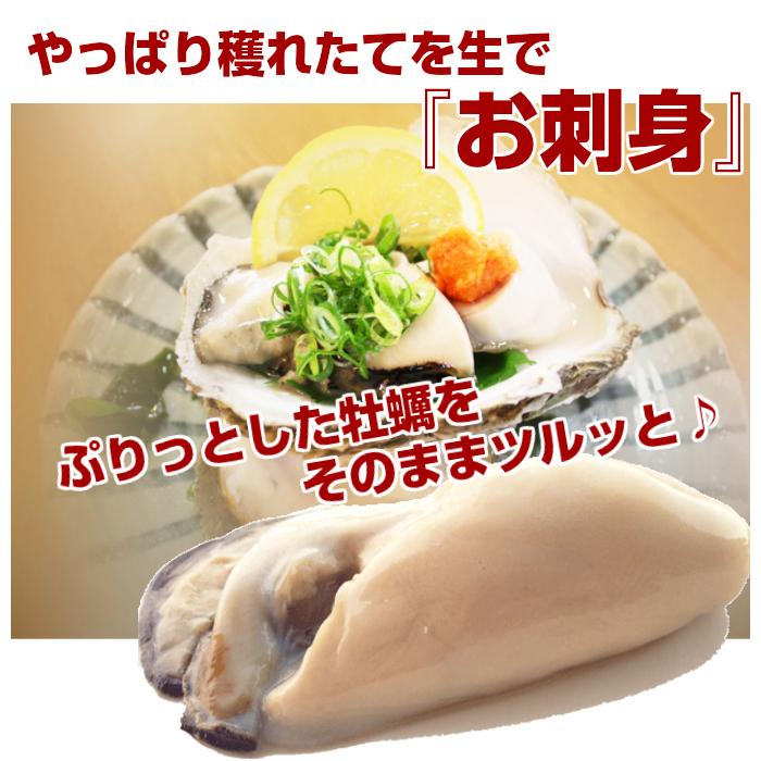 牡蠣 岩牡蠣 カキ 天然岩牡蠣 (活) 夏輝牡蠣 生牡蠣 250g-350ｇ前後(大サイズ) 20個セットブランド 夏輝牡蠣 鳥取産 カキ 刺身用 送料無料(岩ガキ/岩がき)_4
