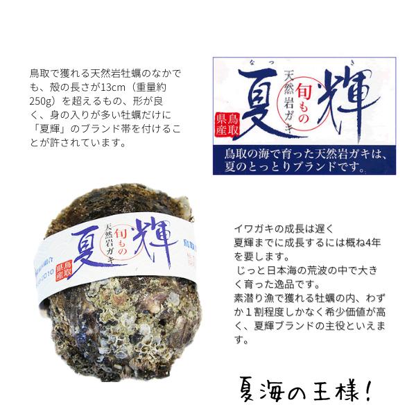 牡蠣 岩牡蠣 カキ 天然岩牡蠣 (活) 夏輝牡蠣 生牡蠣 250g-350ｇ前後(大サイズ) 20個セットブランド 夏輝牡蠣 鳥取産 カキ 刺身用 送料無料(岩ガキ/岩がき)_5