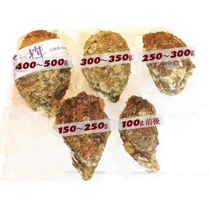 牡蠣 岩牡蠣 カキ 天然岩牡蠣 (活) 夏輝牡蠣 生牡蠣 250g-350ｇ前後(大サイズ) 20個セットブランド 夏輝牡蠣 鳥取産 カキ 刺身用 送料無料(岩ガキ/岩がき)_7