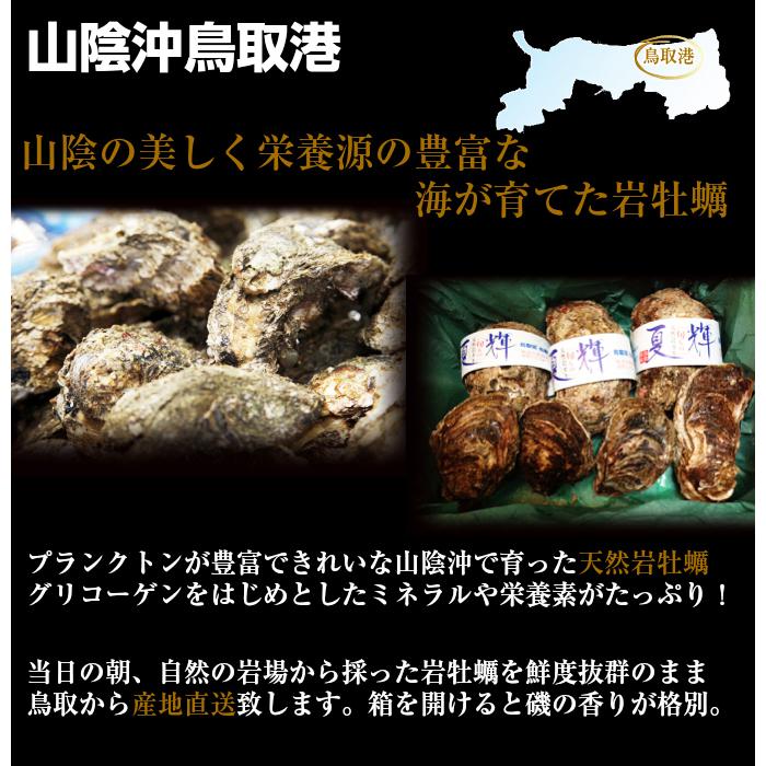 牡蠣 岩牡蠣 カキ 天然岩牡蠣 (活) 夏輝牡蠣 生牡蠣 250g-350ｇ前後(大サイズ) 20個セットブランド 夏輝牡蠣 鳥取産 カキ 刺身用 送料無料(岩ガキ/岩がき)_8