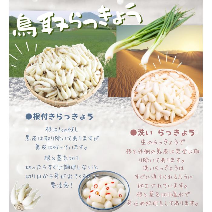 らっきょう 洗い 生 ラッキョウ 1kg Lサイズ JAいなば JAふくべ 鳥取大