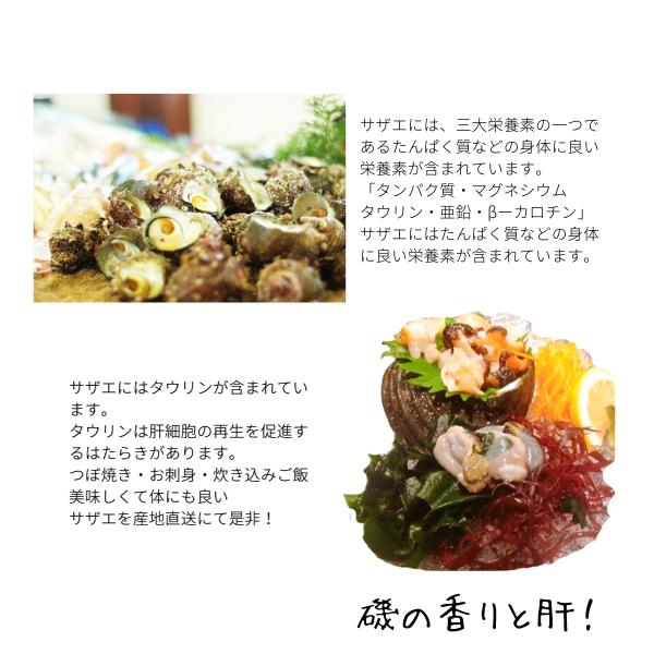 サザエ ２キロ 刺身用 天然サザエ 山陰沖産  (活 ) さざえ バーベキュー つぼ焼き （大きさおまかせ） 送料無料 |  | 02