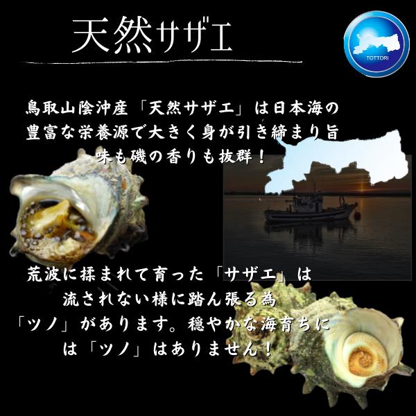 サザエ ２キロ 刺身用 天然サザエ 山陰沖産  (活 ) さざえ バーベキュー つぼ焼き （大きさおまかせ） 送料無料 |  | 03