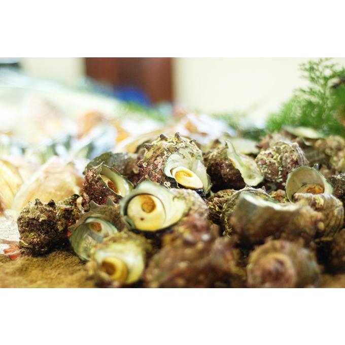 サザエ ２キロ 刺身用 天然サザエ 山陰沖産  (活 ) さざえ バーベキュー つぼ焼き （大きさおまかせ） 送料無料 |  | 05