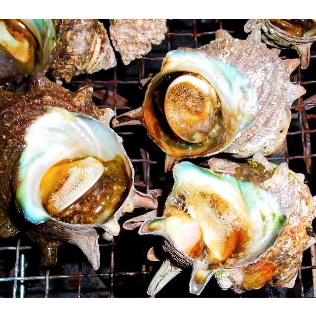 サザエ ２キロ 刺身用 天然サザエ 山陰沖産  (活 ) さざえ バーベキュー つぼ焼き （大きさおまかせ） 送料無料 |  | 08