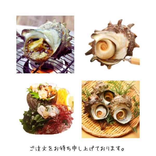 サザエ ２キロ 刺身用 天然サザエ 山陰沖産  (活 ) さざえ バーベキュー つぼ焼き （大きさおまかせ） 送料無料 |  | 09