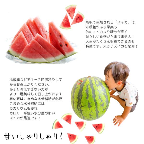 スイカ 西瓜 すいか 鳥取 特大 9キロ以上（訳あり ご自宅用）鳥取 北