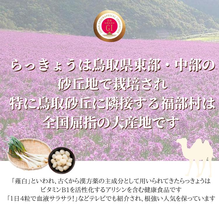 らっきょう 生 洗い ラッキョウ Lサイズ 10kg （1kg×10袋） JAいなば
