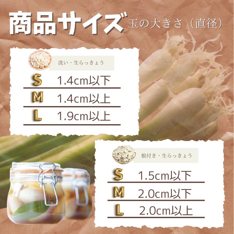 らっきょう 生 洗い ラッキョウ Lサイズ 10kg （1kg×10袋） JAいなば