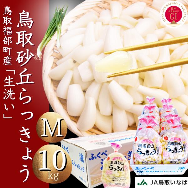 らっきょう 生 洗い ラッキョウ Mサイズ 10kg（1kg×10袋） JAいなば JA