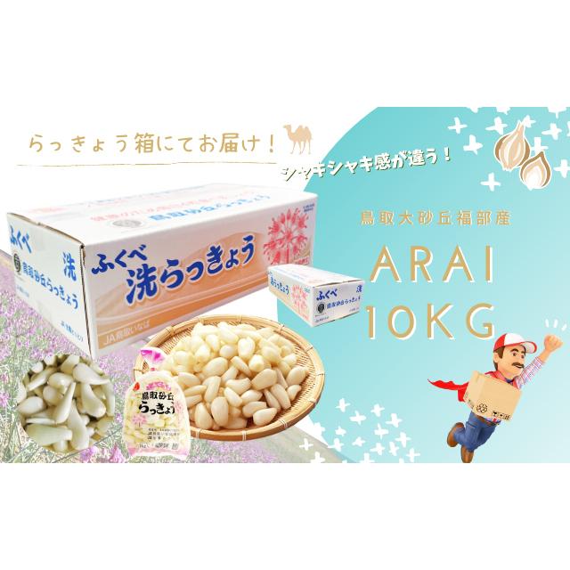 らっきょう 生 洗い ラッキョウ Sサイズ 10kg（1kg×10袋） JAいなば JA