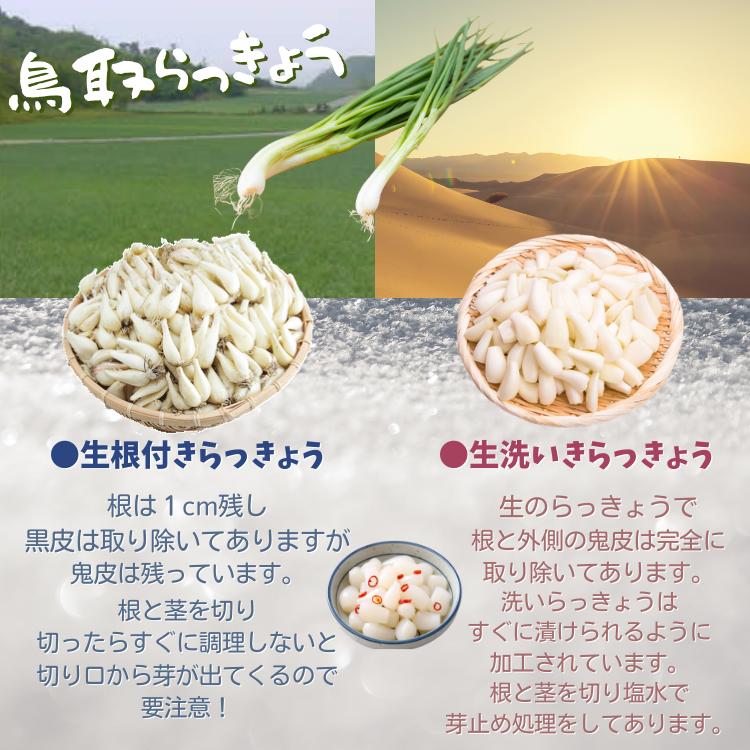 らっきょう 生 洗い ラッキョウ Sサイズ 10kg（1kg×10袋） JAいなば JA