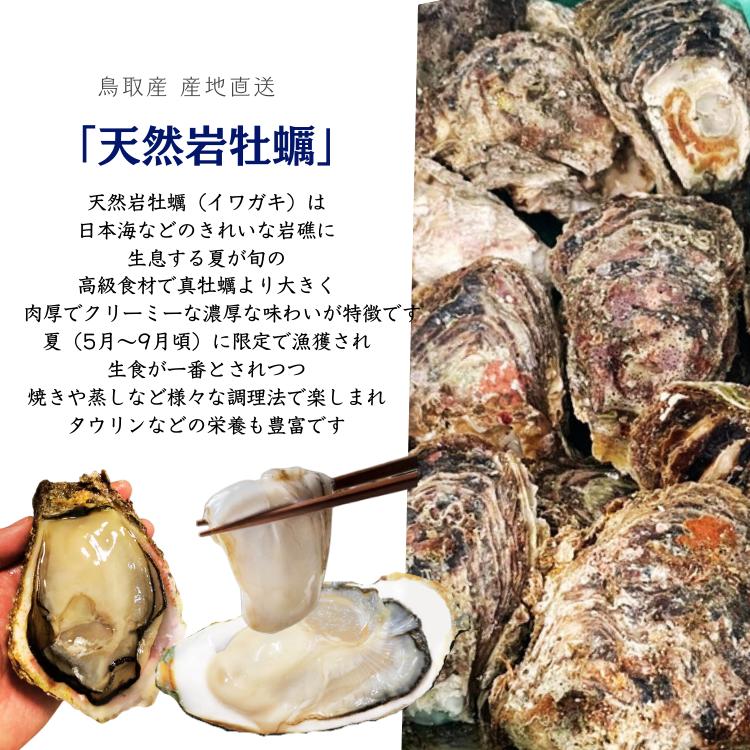 牡蠣 天然岩牡蠣 (活) 生牡蠣 30個セット 大きさお任せ 鳥取産 岩牡蠣