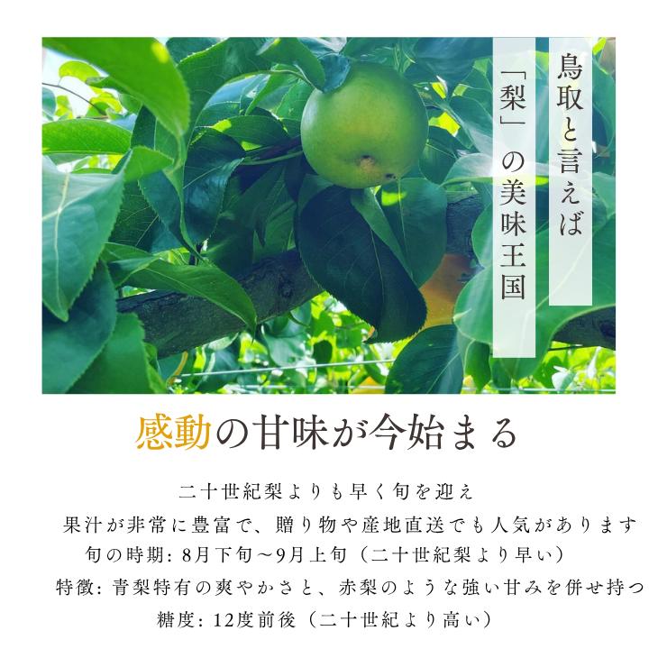 梨 なつひめ 5kg 夏姫 なし ナシ 10-20玉前後入 ご自宅用 優品 鳥取
