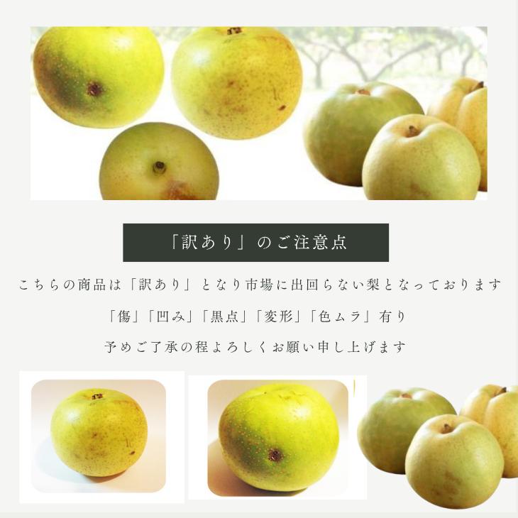 梨 二十世紀梨 10kg詰 なし ナシ（訳あり ご自宅用）秋吉農園 （S-3L