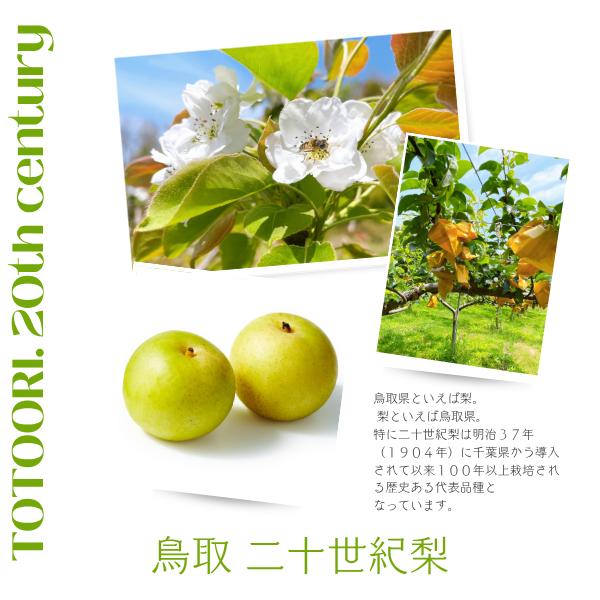 梨 二十世紀梨（ご贈答用）3kg詰 20世紀梨 なし ナシ（8-16玉前後入