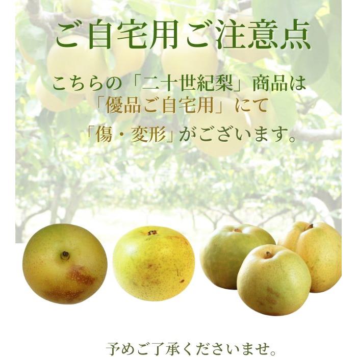 梨 二十世紀梨 20世紀梨 10kg詰 なし ナシ（S-3L 24-48個）（ご