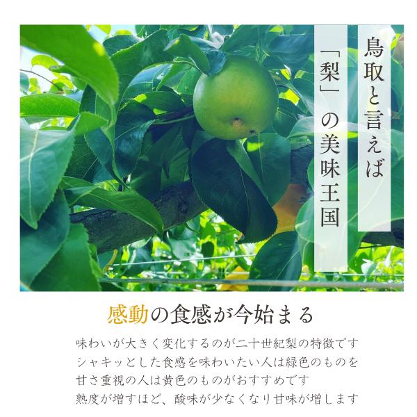 梨 二十世紀梨 5kg（S-3L 12-28個前後 ）梨 なし ナシ鳥取県産 (ご