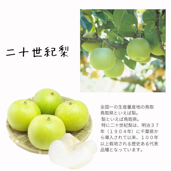 梨 二十世紀梨 3kg詰 なし ナシ（訳あり ご自宅用）（S-3L 7-18個前後