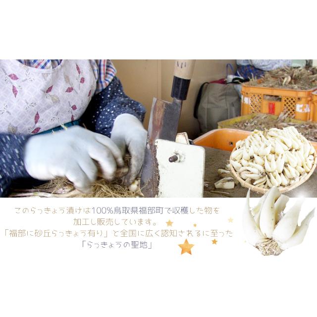 鳥取　福部町産　砂丘のらっきょう　根付き　ミックスサイズ　６キロ 鳥取県福部産『浜田園さんの根付き砂丘らっきょう』【5kg