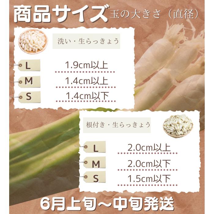 【鳥取県産】 根付き 砂丘らっきょう 20kg 混合 ラッキョ ラッキョウ 鳥取県産】 根付き 砂丘らっきょう 20kg 混合 ラッキョ