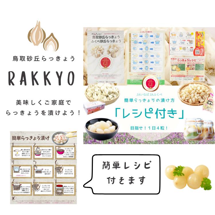 らっきょう 生 根付き ラッキョウ Lサイズ 10kg JAいなば JAふくべ