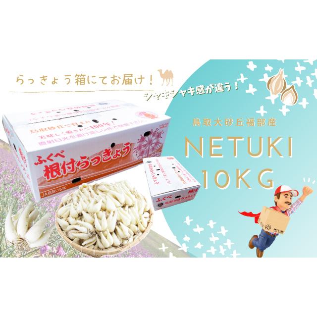 らっきょう 「生 根付き らっきょう Lサイズ」10kg  JAいなば JAふくべ  レシピ付き 鳥取大砂丘福部町産 ラッキョウ 10kg   根付き 生｜komatsuya-plan｜14