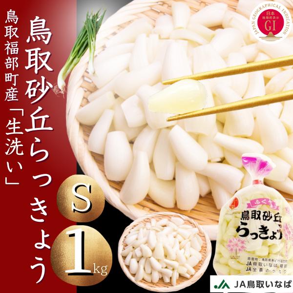 らっきょう 洗い 生ラッキョウ1kg Sサイズ JAいなば JAふくべ 鳥取大