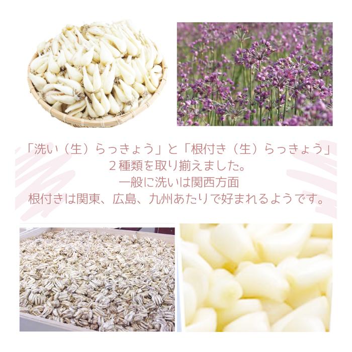 らっきょう 「洗い生らっきょう1kg Sサイズ」 JAいなば JAふくべ 鳥取