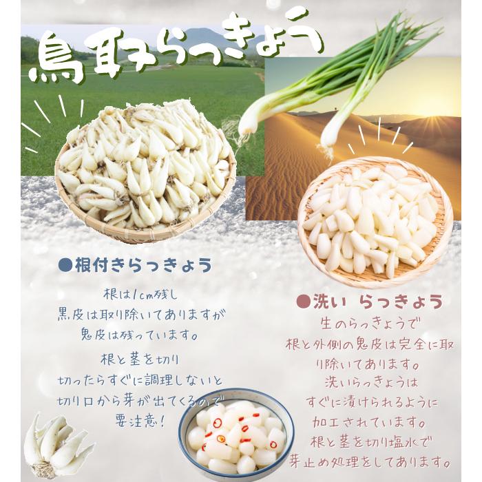 らっきょう 「洗い生らっきょう1kg Sサイズ」 JAいなば JAふくべ 鳥取