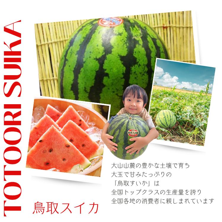 スイカ 西瓜 すいか 鳥取 北栄町産（旧大栄町）6kg以上 （秀品 ご進物