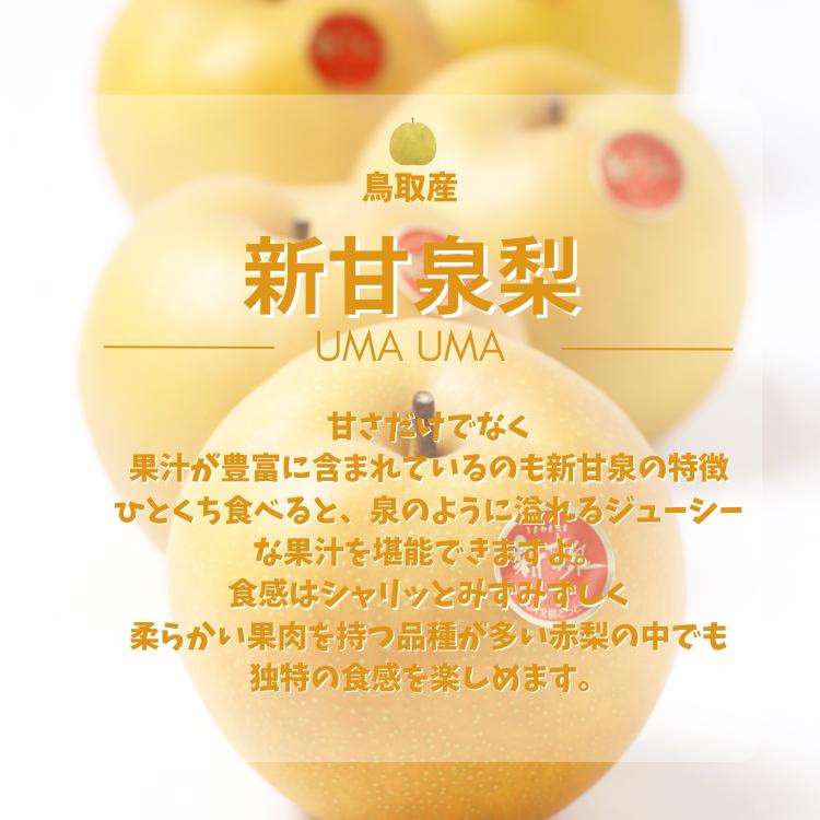 梨 新甘泉梨 しんかんせん 鳥取産 10kg （赤秀 ご進物用）梨 和梨 なし