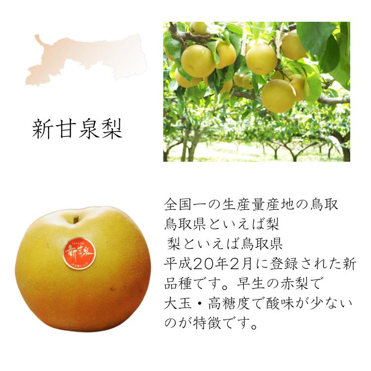梨 新甘泉梨 しんかんせん （赤秀）鳥取産 和梨 なし ナシ（赤秀