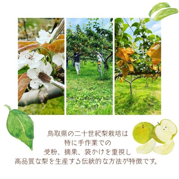 鳥取県産　二十世紀梨　24〜28玉　約10キロ　秀品　クール便発送 鳥取県産 二十世紀梨 24〜28玉 約10キロ 秀品 クール便発送の