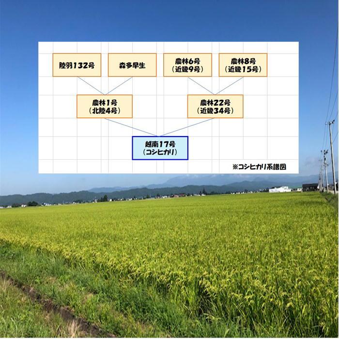 コシヒカリ セール 値下げ 令和7年産 会津 玄米 25kg ( 玄米 精米